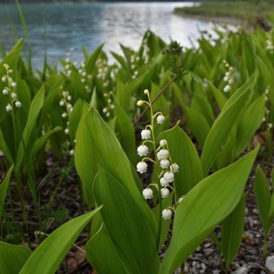 Maiglockchen am sylvensteinsee mai 2018