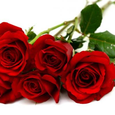 Signification 6 roses rouges langage des fleurs